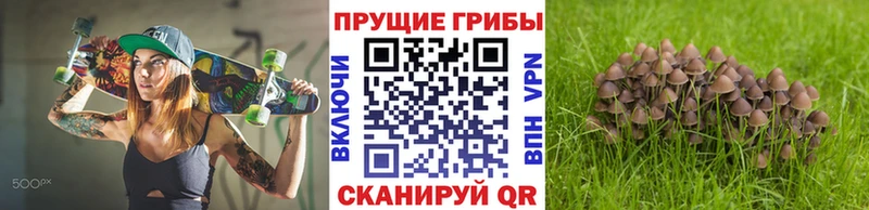 Псилоцибиновые грибы Psilocybe  Катав-Ивановск 